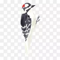 鸟啄木鸟水彩画形象企鹅鸟