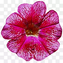 鹤-一年生草本植物紫品红