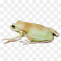 树蛙真青蛙蟾蜍陆生动物