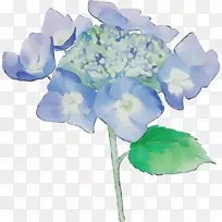 绣球切花花卉设计植物茎