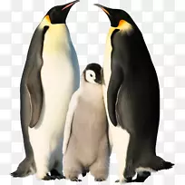 南极帝企鹅