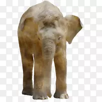 印度象非洲象陆生动物鼻子