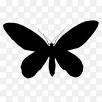 帝王蝴蝶，毛茸茸的蝴蝶，飞蛾对称