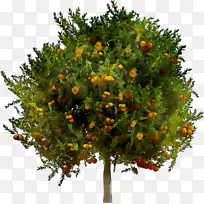 柑橘灌木