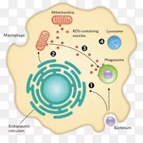 细菌线粒体细胞病原体微生物细菌信息图