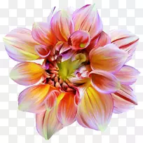 人工花卉设计花瓣png图片.花卉