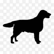 英国弹簧猎犬杰克罗素猎犬