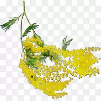 芥菜黄色开花植物含羞草