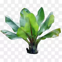 叶植物茎植物