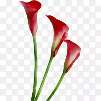 百合花-百合花剪贴画