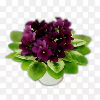 紫草本植物，紫罗兰科