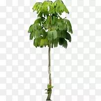 矮伞树(Schefflera Actinophylla)png图片图像