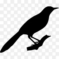 新喀里多尼亚乌鸦剪贴画可伸缩图形免费