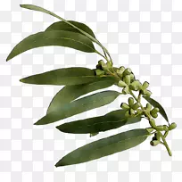 植物茎植物