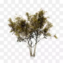 树png图片存储摄影影像灌木