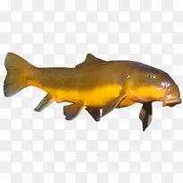 褐鳟鱼海洋生物动物.库库尔气泡