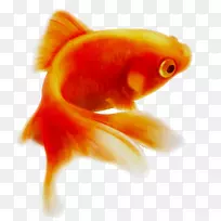 普通金鱼鲤鱼png网络图