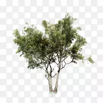 刺槐树png图片图像图