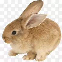 家兔荷兰矮兔迷你兔