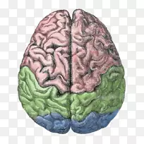人脑结构脑功能的偏侧化