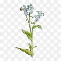 草本植物茎花