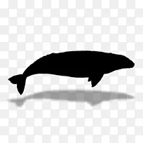 海豚鲸动物群