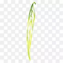 叶菜产品设计植物茎线