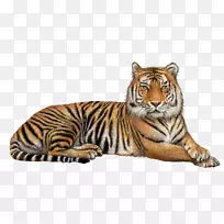 猫科狮子孟加拉虎透明png图片-狮子
