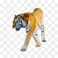狮子剪贴画猫科孟加拉虎猫-狮子