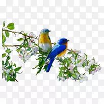 蓝鸟树枝，白喙树，免费问候，空白tfg 89002雀