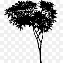 亚洲棕榈叶植物茎枝