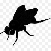 蜜蜂昆虫膜翅目蝴蝶