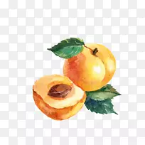 水彩画图水彩画水果插图.桃子