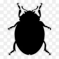 甲虫和昆虫瓢虫甲虫png图片节肢动物