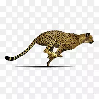 印度豹png图片剪辑艺术图像透明度-猎豹