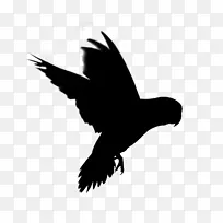 秃鹰喙常见的秃鹰动物群