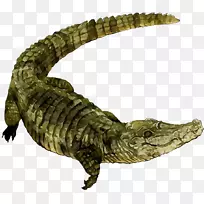 尼罗河鳄鱼美洲鳄鱼动物群