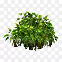 乔木花盆植物灌木草本植物