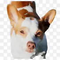 养老鼠猎犬伊比赞猎犬