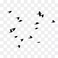 鸟类png图片飞行图像剪辑艺术.鸟