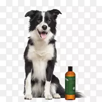 粗糙牧羊犬边境牧羊犬有胡须牧羊犬金色猎犬皮蒂金毛猎犬