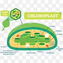 植物结构植物细胞叶绿体植物图-植物