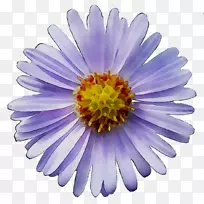 菊花紫