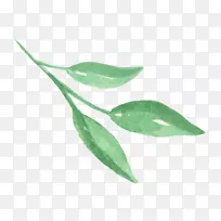 叶植物茎植物
