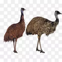 普通鸵鸟emu鸟png图片图像鸟