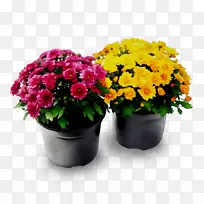 菊花，花盆，切花，室内植物，一年生植物