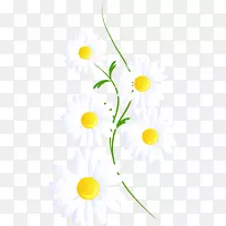 剪贴画普通雏菊边框png图片桌面壁纸.卡洛米尔流花