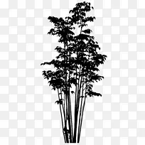 小枝松树茎轮廓植物