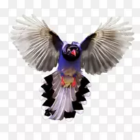 鸟类羽毛紫色png图片