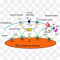 钙信号细胞钙：一种实用的细胞内ATP图谱方法